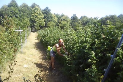 Imagen de la plantación ecológica de los frutos rojos que cultivan en este entorno natural zamorano.