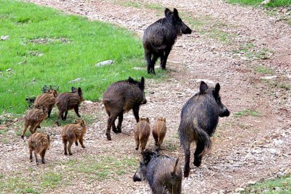 Una manada de jabalíes cruza un camino en una zona boscosa.