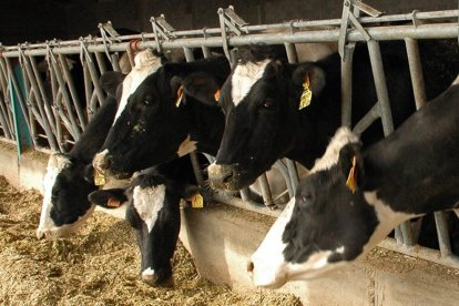 Vacas de la explotación de Ventosa de San Pedro