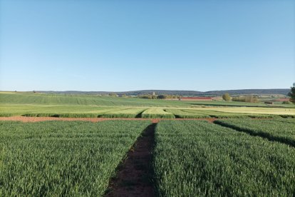 Campos de cereal en la localidad burgalesa de Lerma, en la comarca de Arlanza.