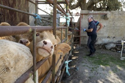 Veterinario en una explotación de la Comunidad.