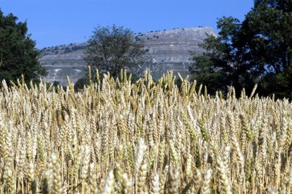 Campo de trigo en la provincia de Soria.