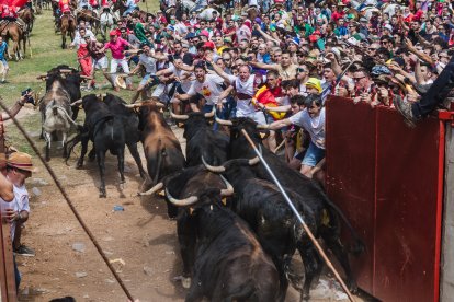 Salida de novillos en el 'Jueves la Saca' con motivo de las fiestas de San Juan en Soria
