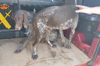 Los dos perros de raza Braco Alemán que habían sido robados