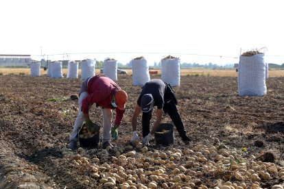 Dos jornaleros recogen patatas en una explotación agrícola de Villamarciel (Valladolid).