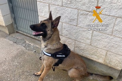 Archivo - Perro perteneciente a la unidad canina del Centro Penitenciario De Cáceres. - GUARDIA CIVIL - Archivo