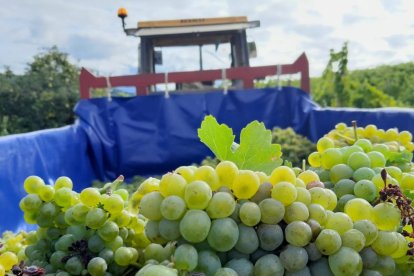 Uvas de la variedad Godello del Bierzo.