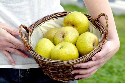 Una joven agricultora sostiene un canasto con manzana reineta del Bierzo, una fruta de calidad que cuenta con Denominación de Origen.