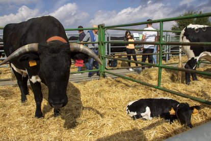 Concurso-Subasta Nacional de Raza Avileña-Negra Ibérica.