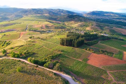 Paisaje de la Ruta del Vino El Bierzo