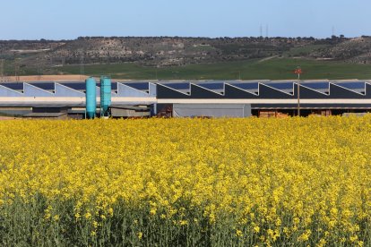 Parcelas cultivadas de colza en Fuentes de Valdepero, en la provincia de Palencia