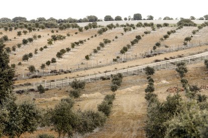 Plantación de encina micorrizada en la provincia de Soria