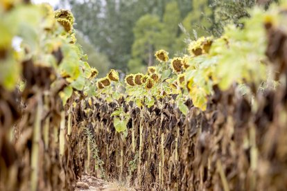 Finca de girasoles en la provincia de Soria. MARIO TEJEDOR