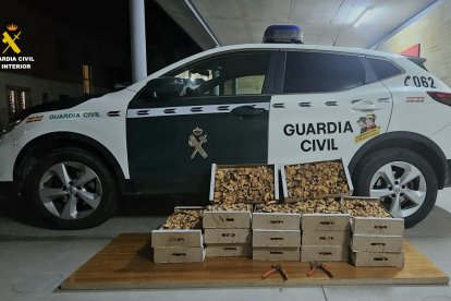 Cajas de níscalos incautadas a los denunciados.