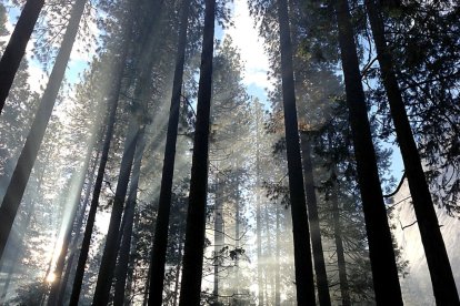 El bosque de coníferas cubre una gran extensión en Castilla y León con grandes posibilidades para la biomasa