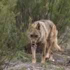 Lobo ibérico en Castilla y León. / EM