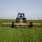 Agricultor de Villanueva del Campo arrodilla con su tractor un cultivo de alfalfa. - ICAL
