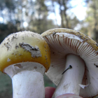 Ejemplares de setas en Castilla y León.- ICAL