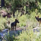 Ejemplares de lobo ibérico en Castilla y León, en una imagen de archivo.- ICAL
