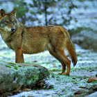 Ejemplar de lobo ibérico, especie protegida a ambos lados del Duero desde septiembre de 2021.