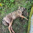 Un lobo es hallado muerto en un un colegio abandonado de Palencia