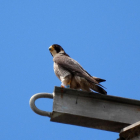Un ejemplar de halcón peregrino.