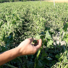 Efectos del pedrisco en un campo de cultivo de la localidad segoviana de Fuente el Olmo de Iscar.