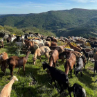 Cerca de 400 cabras, parte llegadas de la provincia de Ávila, desbrozan de modo natural el monte de Brañosera, Palencia