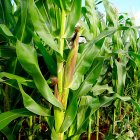 Campo de maíz, uno de los cultivos de regadío tradicionales en Castilla y León.