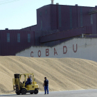 Cereal almacenado en la Cooperativa Bajo Duero, Cobadu, en la localidad zamorana de Moraleja