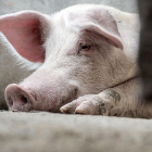 Un cerdo de capa blanca mira a cámara en el cebadero de una explotación de porcino. PQS / CCO