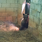 La osezna Cova, trasladada al recinto de aclimatación de osos pardos de la finca de Valsemana, en León, para avanzar hacia su reintroducción en el medio natural