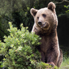 Oso pardo cantábrico. ICAL