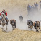 Toros de la ganadería de Cebada Gago en el último encierro de Cuéllar