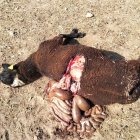 Carnero muerto por un ataque de lobos en un pueblo de Zamora