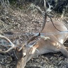 Ejemplar de ciervo muerto en la provincia de Zamora,