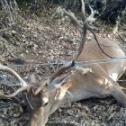 Ejemplar de ciervo muerto en la provincia de Zamora,