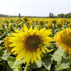 En la provincia de Burgos la cosecha de girasol se extenderá para la festividad del Pilar. / MARIO TEJEDOR