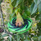 Herramienta Dendofruit de Agerpix para monitorizar el crecimiento de las frutas