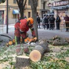 Tala de árboles en la plaza del Oeste de Salamanca.