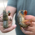 Pesca de cangrejos de río en Castilla y León.