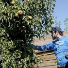 Recogida de la Pera Conferencia del Bierzo, que tramita ahora en la Unión Europea su IGP.