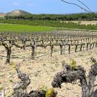 Viñedo de la D.O. Ribera del Duero en Peñafiel
