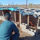 Un agente comprueba el estado de los gallos.