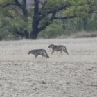 Lobos ibéricos en Castilla y León.