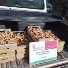 Imagen de los níscalos intervenidos