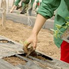 Un operario siembra un plantón en el invernadero de una explotación agrícola