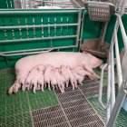 Un estudio de Copiso demuestra que el encalostramiento secuencial en los de menor peso mejora las condiciones de bienestar e inmunidad