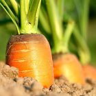 Zanahorias listas para su recogida asoman en el suelo de una explotación agraria. PHX / CCO