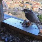 Uno de los halcones peregrinos, en la caja nido donde se ha instalado la cámara.
